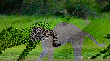 9 Day Pantanal - Land of the Jaguar (Exodus)