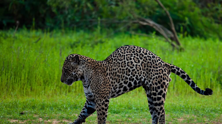 Pantanal - Land of the Jaguar