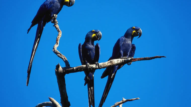 Pantanal - Land of the Jaguar