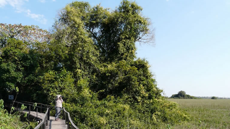 Pantanal - Land of the Jaguar