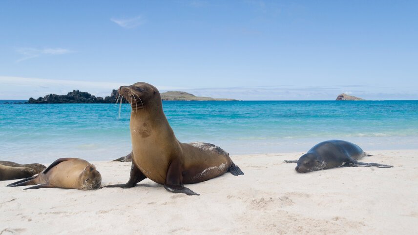Galapagos & Amazon (Archipel I)