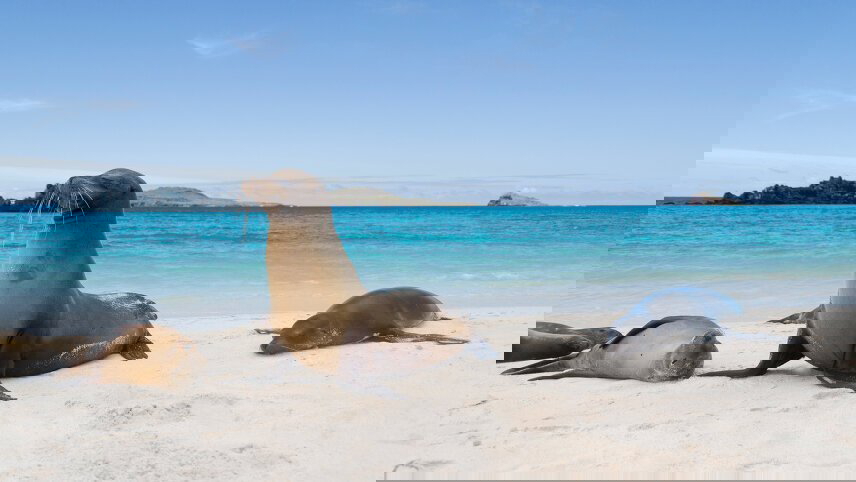 Galapagos & Amazon (Archipel I)