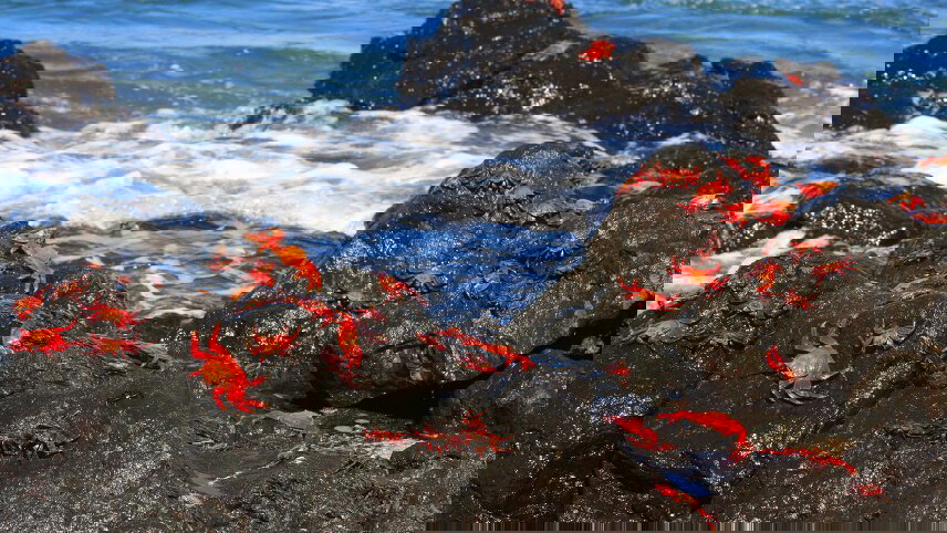 Galapagos & Amazon (Archipel I)