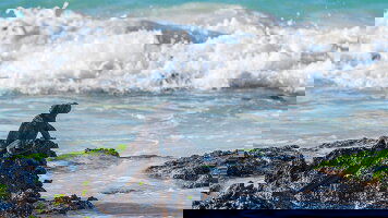 15 Day Highlights of Ecuador & the Galapagos (Exodus)