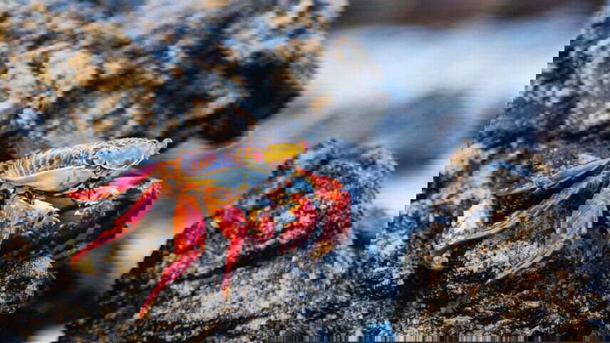 Highlights of Ecuador & the Galapagos