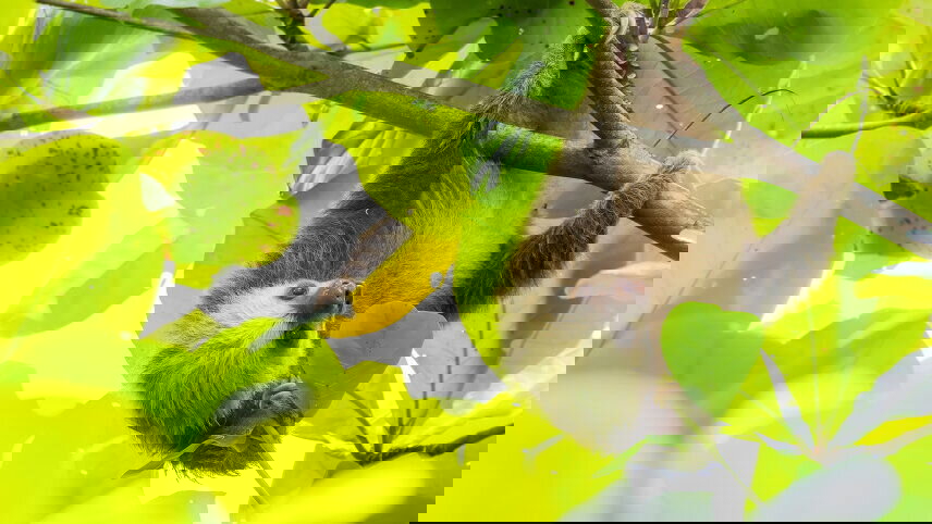 Wild Costa Rica – Premium Adventure