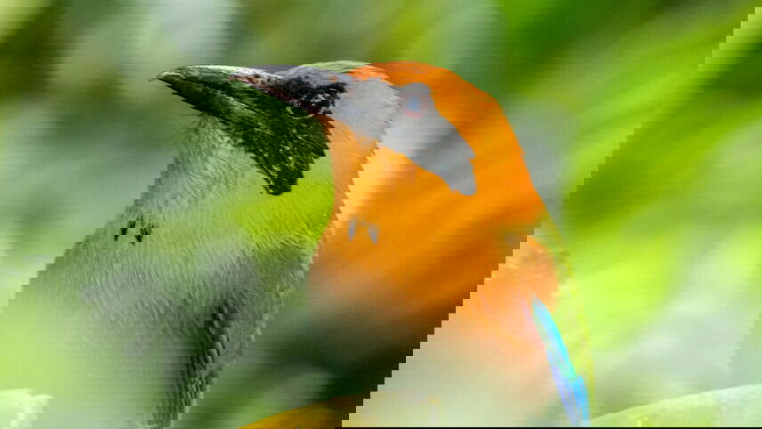 Wild Costa Rica – Premium Adventure