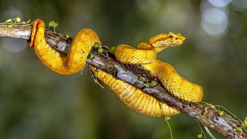 Wild Costa Rica – Premium Adventure