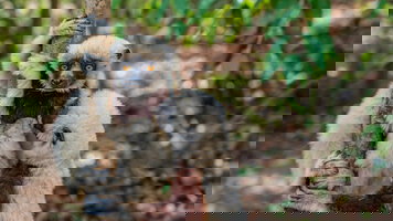 14 Day Wild Madagascar (Exodus)