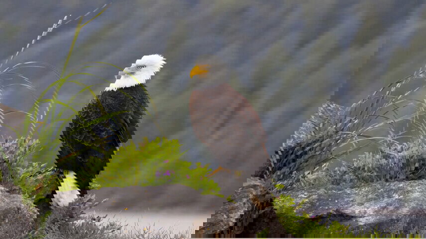 Whales & Bears of British Columbia