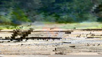 9 Day Whales & Bears of British Columbia (Exodus)