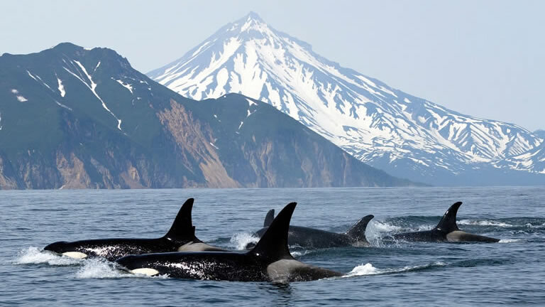 Whales & Bears of British Columbia