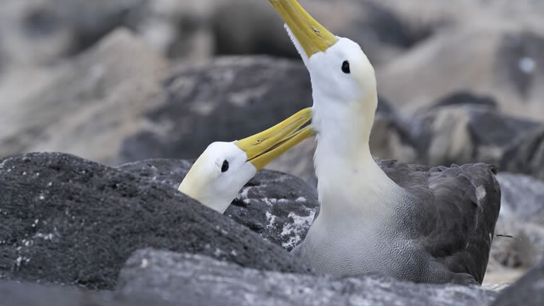 Galapagos Encounter (Itinerary B)