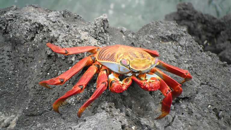 Galapagos Encounter (Itinerary D)