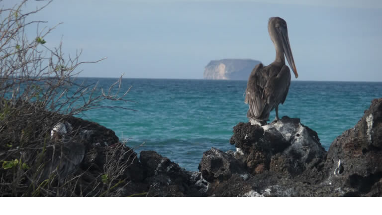Galapagos Encounter (Itinerary D)