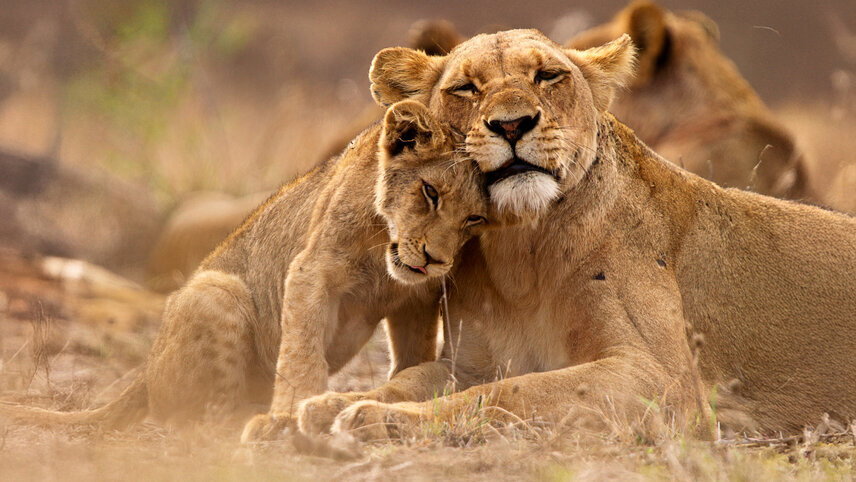 Essential Kruger Safari