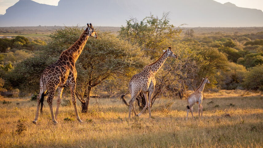Essential Kruger Safari