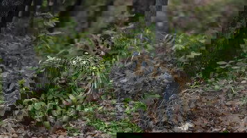 16 Day India Tiger Safari (Exodus)