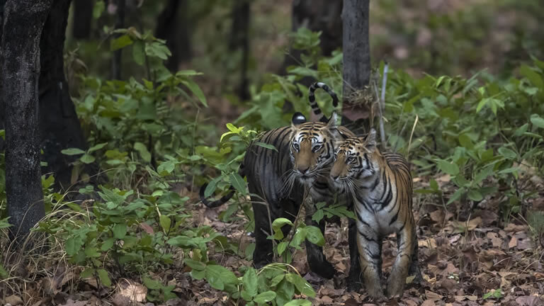 India Tiger Safari