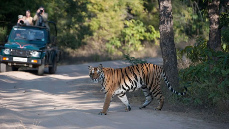 Spotting the Bengal Tiger of India with Exodus Spotting the Bengal Tiger of India with Exodus
