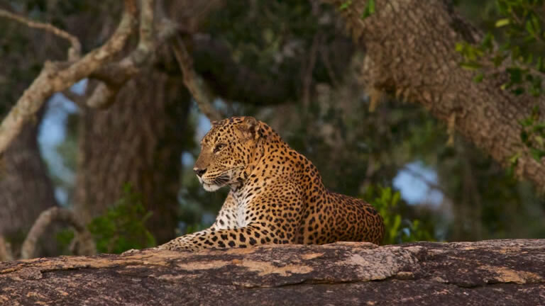 Wild Sri Lanka