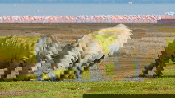 8 Day Kenya Safari Adventure (Exodus)