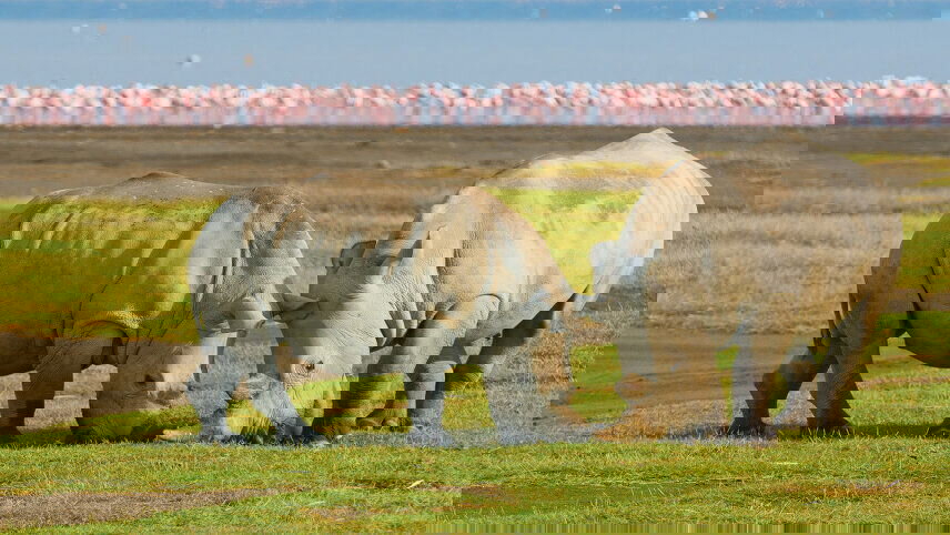 Kenya Safari Adventure