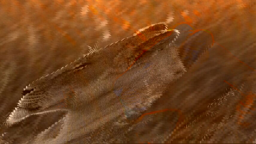 Kenya Safari Adventure