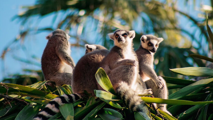 Madagascar Wildlife Adventure