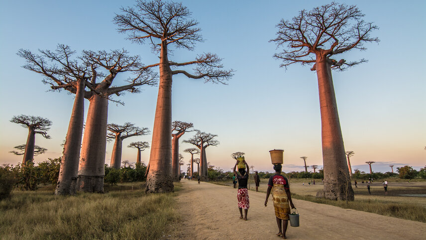 Madagascar Wildlife Adventure