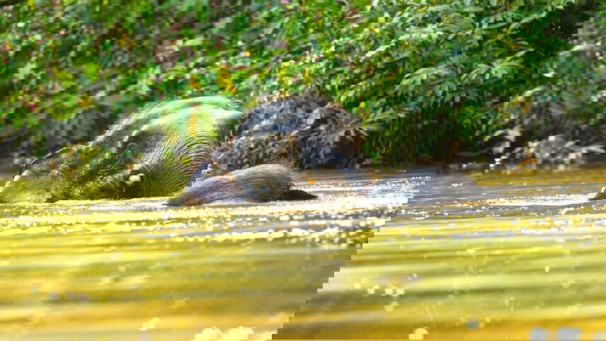 Borneo Wildlife Discoverer