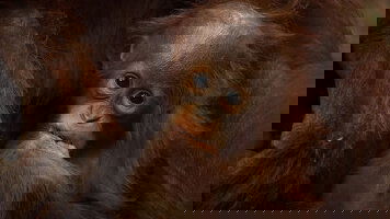 15 Day Borneo Wildlife Discoverer (Exodus)