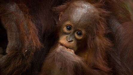 15 Day Borneo Wildlife Discoverer (Exodus)