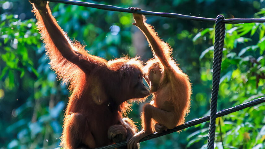 Primates & Dragons of Indonesia