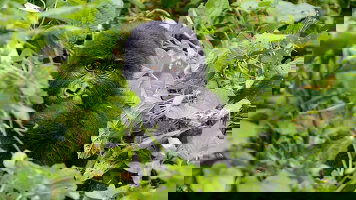 11 Day Chimps & Gorillas of Uganda (Exodus)