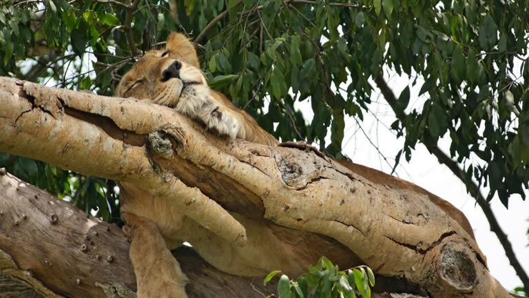 Chimps & Gorillas of Uganda