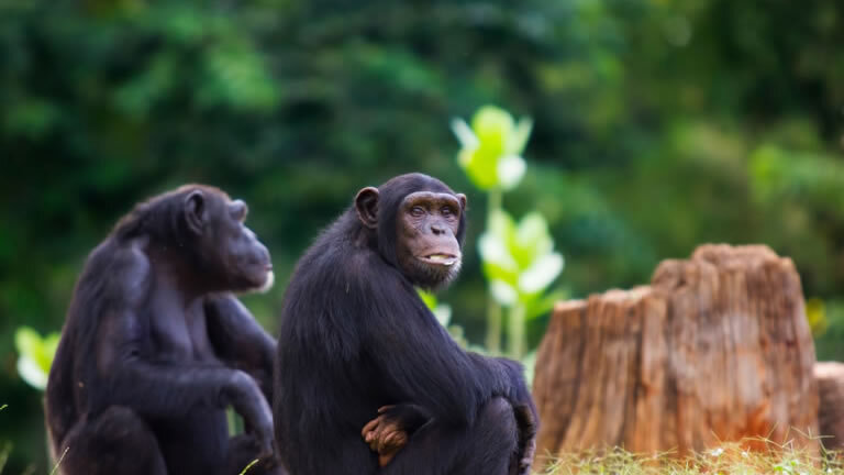 Chimps & Gorillas of Uganda