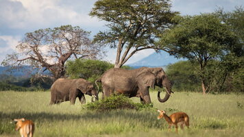 8 Day Tanzania Safari Adventure (Exodus)