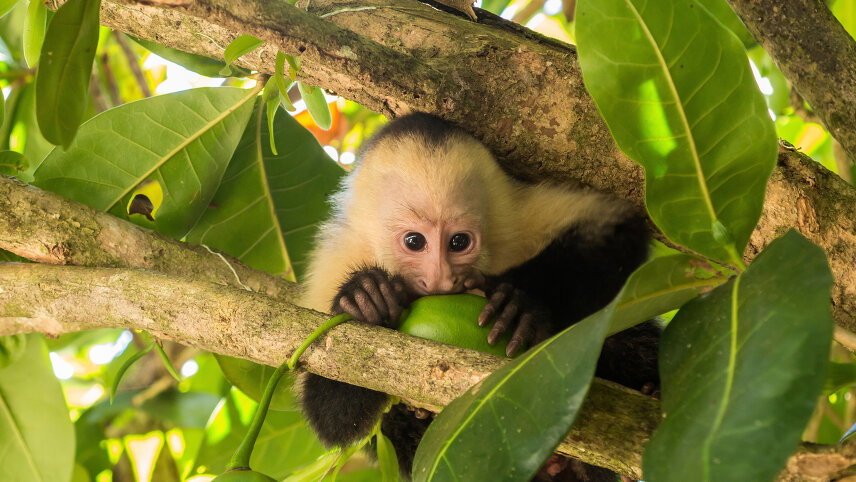 Natural Highlights of Costa Rica