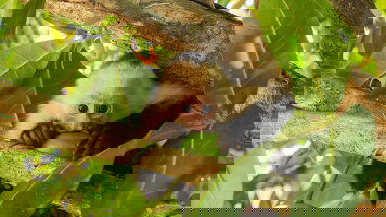 8 Day Natural Highlights of Costa Rica (Exodus)