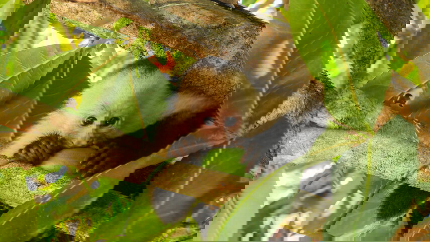 Natural Highlights of Costa Rica