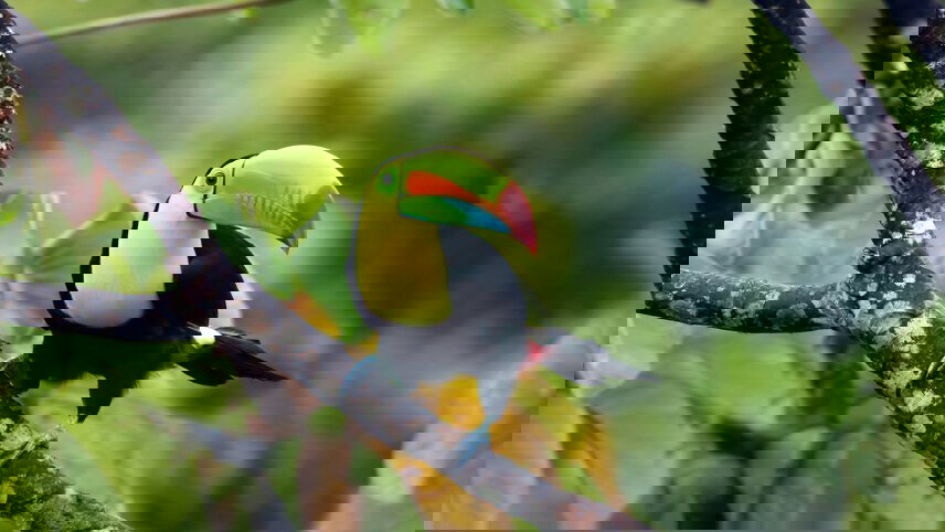 Natural Highlights of Costa Rica