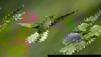 15 Day Discover Costa Rica (Exodus)