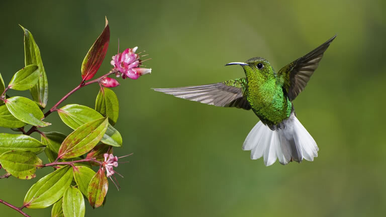 Discover Costa Rica
