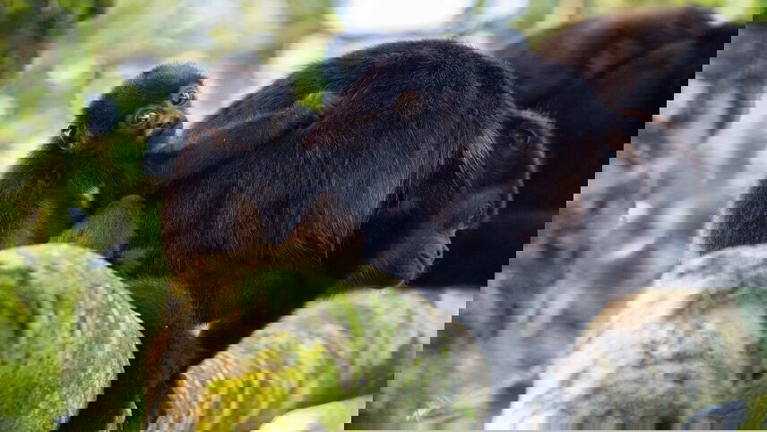 Discover Costa Rica - with Dominical