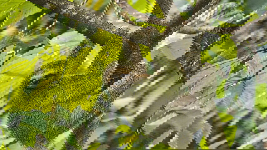 Discover Costa Rica - with Dominical