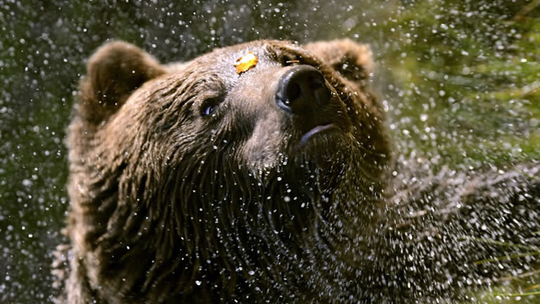 Carpathian Walking & Bears