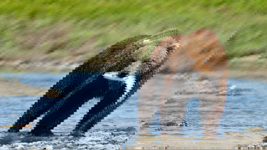 Alaska Wildlife & Wilderness