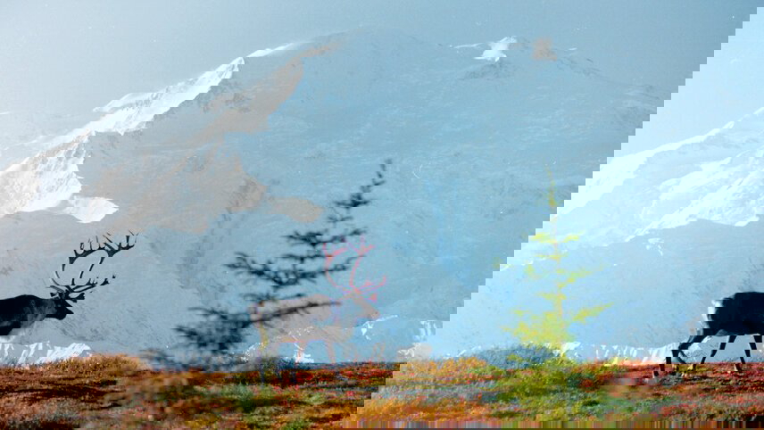 Alaska Wildlife & Wilderness