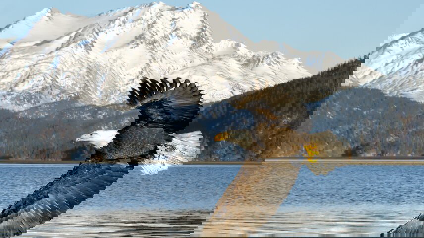 Alaska Wildlife & Wilderness